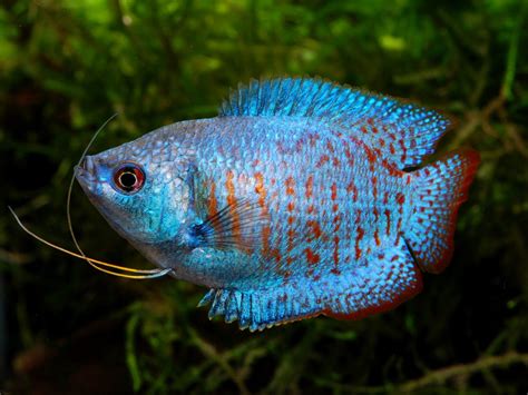 Common Dwarf Gourami Disease Types and Treatment Tips - fish-hobbyist