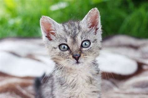 Ask A Vet: Why Are Kittens Born With Blue Eyes? | iHeartCats.com