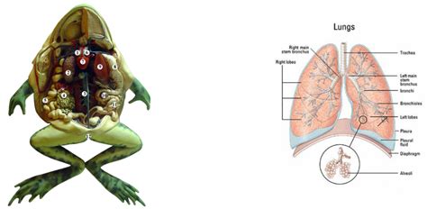 Chordata - Respiratory System