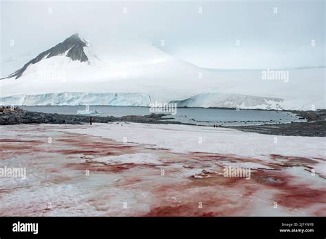 Blood red snow and ice at Damoy point Antarctica caused by algae ...