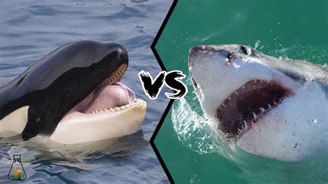 GREAT WHITE SHARK VS KILLER WHALE - Who is the real apex predator ...