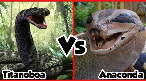 Titanoboa Vs anaconda | who would win between anaconda Vs titanoboa ...