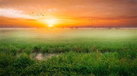 3840x2160 Grass Fog Sunrise Morning 4k 4K ,HD 4k Wallpapers,Images ...