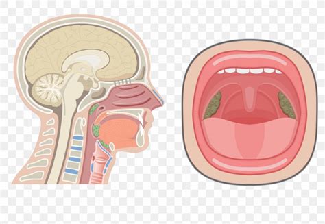 Nasal Cavity Anatomy Of The Human Nose Pharynx Respiratory System, PNG ...