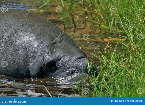 Manatee Feeding stock image. Image of head, herbivore - 43850303