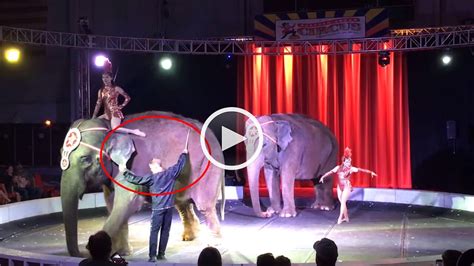 WATCH: Elephants Jabbed During Garden Bros. Circus Show | PETA