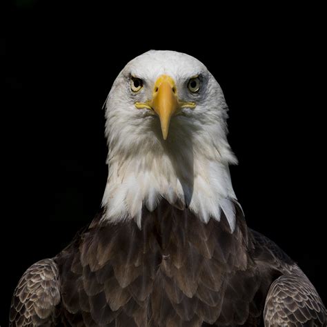 American Eagle Foundation | Protecting and Caring for Bald Eagles and ...