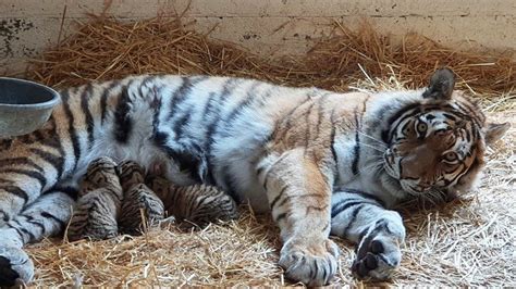 Rare Amur tiger cubs born at Highland Wildlife Park - BBC News