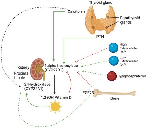 Regulation of 1 and 24 hydroxylation of vitamin D metabolites in the ...