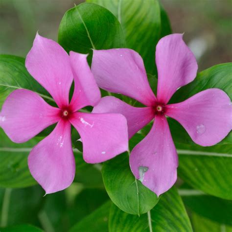 Factory Supply Catharanthus Roseus Seeds for Planting,China price ...