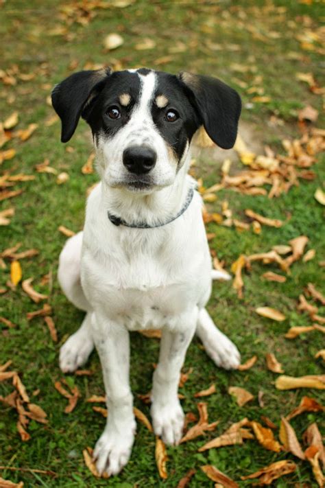 Jezebel - Pointer Jack Russell Terrier mix