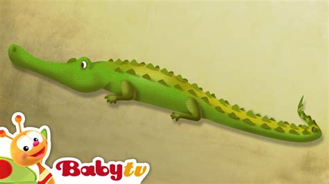 Crocodile 🐊 | Riddle Games With Animals | Animal for Kids @BabyTV - YouTube