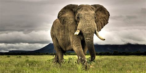 The heaviest land animals – TOP 10 | DinoAnimals.com