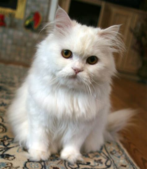 Persian cat - Wikipedia