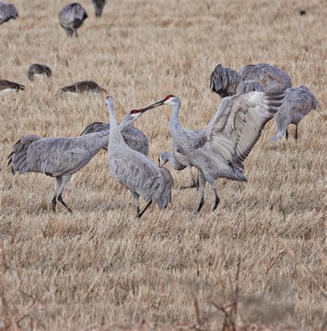 Sandhill Cranes in action – Pic for Today