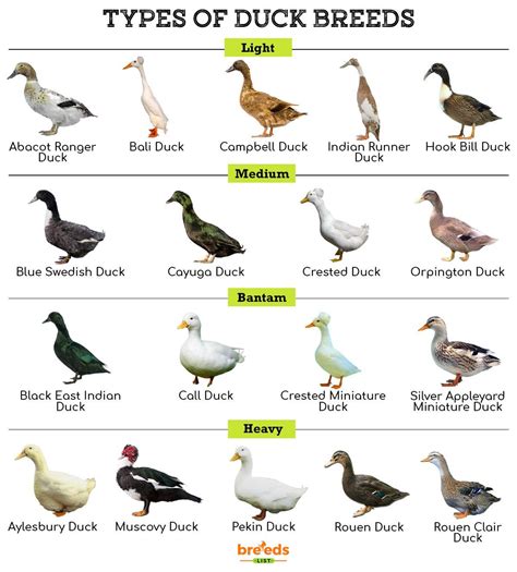 Duck Breeds - Facts, Types, and Pictures