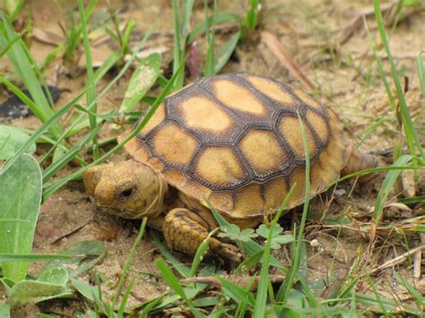 Summer Wildlife Happenings - UF/IFAS Extension Marion County