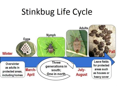 Stinkbugs Control – Budget Pest Control