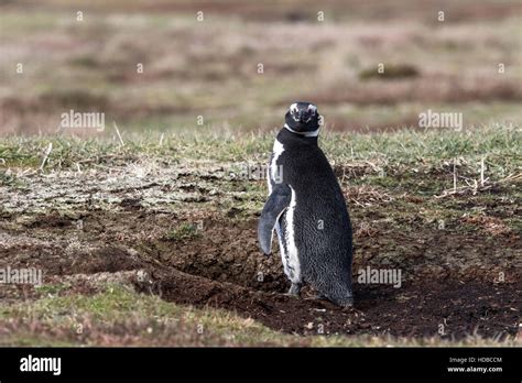 Magellanic penguin (Spheniscus magellanicus) adult in breeding colony ...