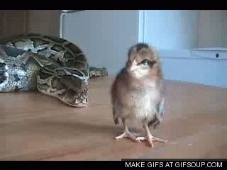 Snake GIF - Find & Share on GIPHY