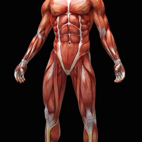 Anatomy Of Human Muscles Images and Photos finder - DaftSex HD