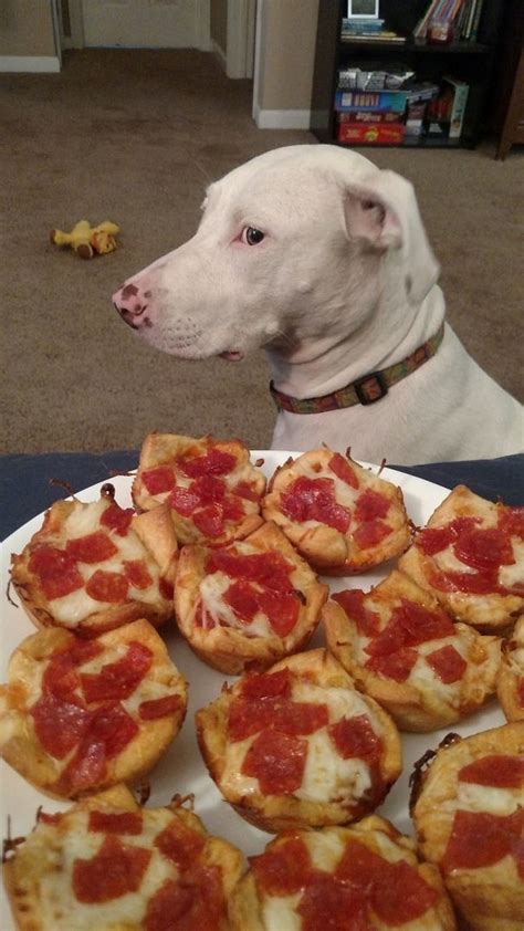 27 Clever Dogs That Aren't Breaking Their Human's Rules