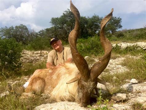 Markhor Hunting | 60+ Species Available for Hunt | Ox Ranch - Texas