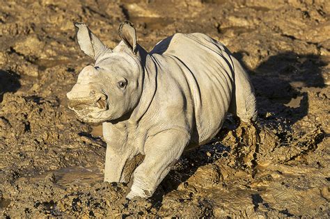 Baby white rhino gets name, frolics in mud at San Diego zoo