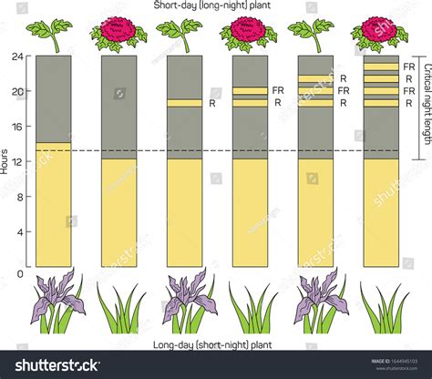 Flowering Control Plants Long Day Plants Stock Vector (Royalty Free ...