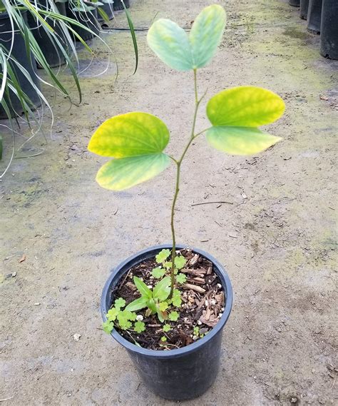 Buy Live Pata de vaca Tree ( Bauhinia forficata ) Brazilian Orchid Tree ...