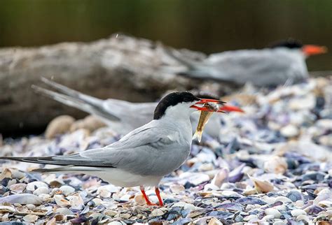 Manmade Common Tern breeding platform on Behance