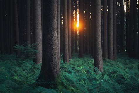 Forest Photography, HD Photography, 4k Wallpapers, Images, Backgrounds ...