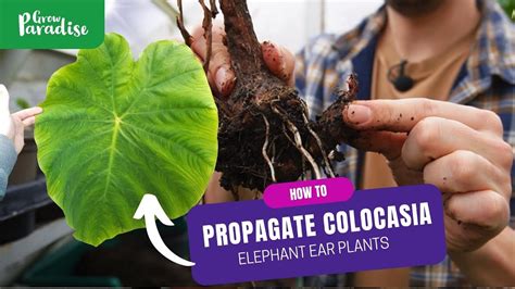 How to propagate & grow Colocasia plants (Taro) - YouTube