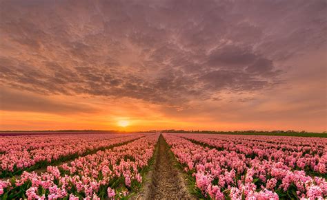 Netherlands Nature Pink color Sky Fields Flowers Sunrises and sunsets ...