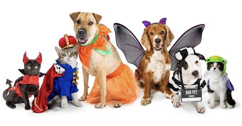 Hawley holding Halloween pet costume contest on Facebook – Westside ...