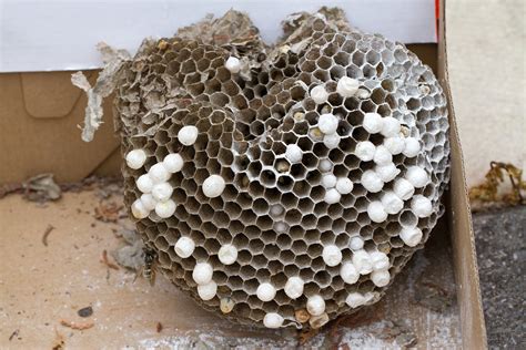 Wasp nest front layer | When the papery outer skin of the ne… | Flickr