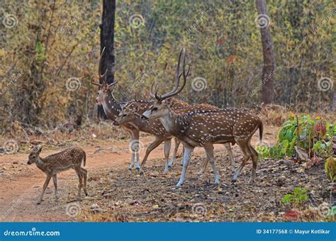 Chital Deer Herd Royalty Free Stock Photos - Image: 34177568