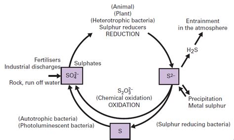 Sulfur Cycle - Overall Science