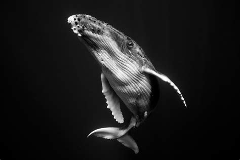 Underwater Photography Series of Intimate Humpback Whale Portraits