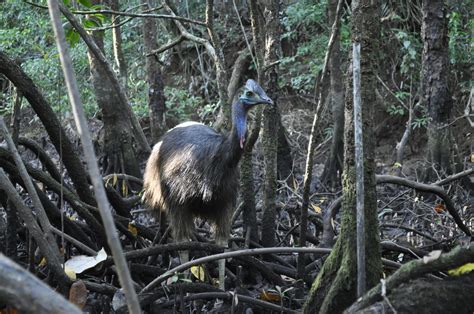 Mangroves