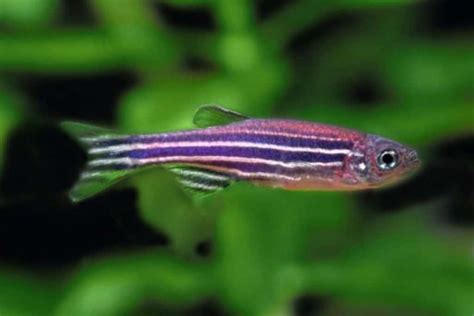 Danio Rerio – Detailed Guide: Care, Diet, and Breeding - Shrimp and ...