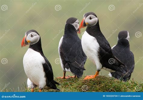 Puffins on the Cliffs of Mykines Island in the Faroe Islands Stock ...