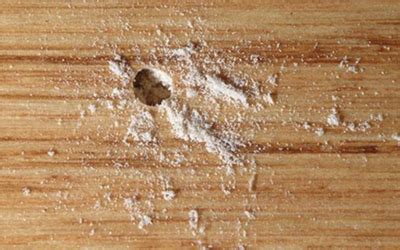 How To Treat Wood Boring Beetle Infestation - Tutorial Pics