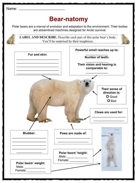 Polar Bear Facts, Worksheets, Habitat & Species Information For Kids