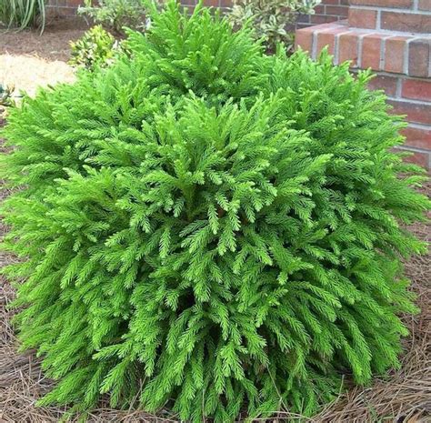 Cryptomeria Globosa Nana (Japanese Cedar) | Dwarf Evergreen Tree ...