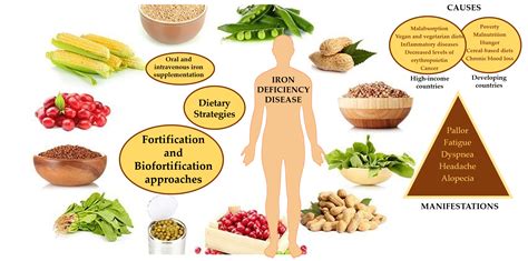 Foods High In Iron For Anemia