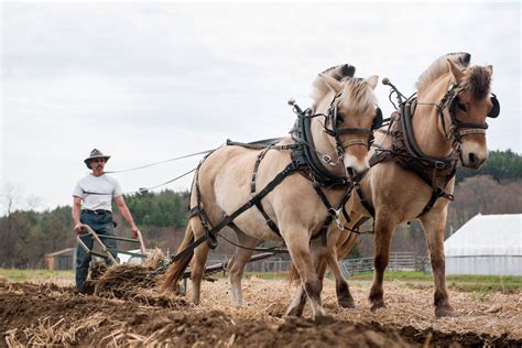 Horses as Farm Equipment - The New York Times