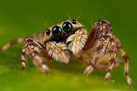 The Portia Jumping Spider Is an Intelligent and Patient Stalker - Owlcation