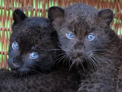 Baby black leopards..... - Pixdaus | Cachorro de pantera, Fotos de ...