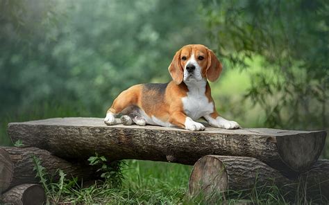 Beagle, wooden, bench, dog, animal HD wallpaper | Pxfuel